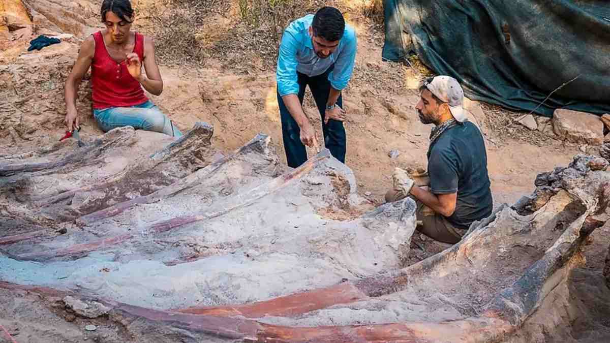 Largest Dinosaur Fossil Unearthed in Portugal
